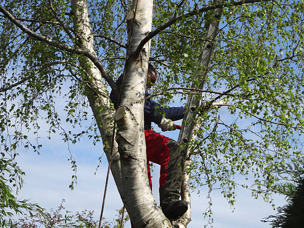 Best Storm Damage Tree Cleanup  in Delavan, WI