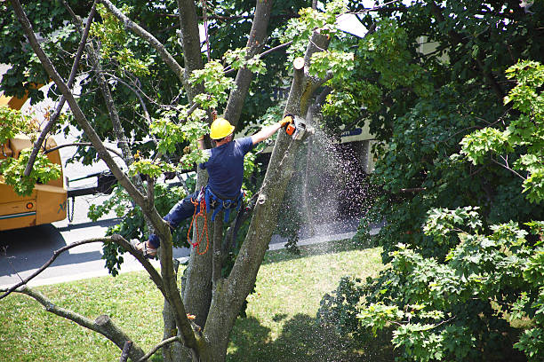 Best Tree Trimming and Pruning  in Delavan, WI