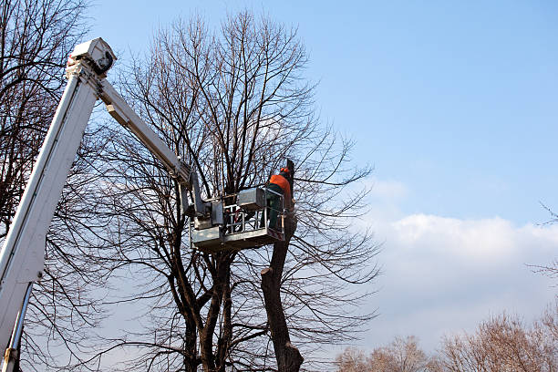 Best Fruit Tree Pruning  in Delavan, WI